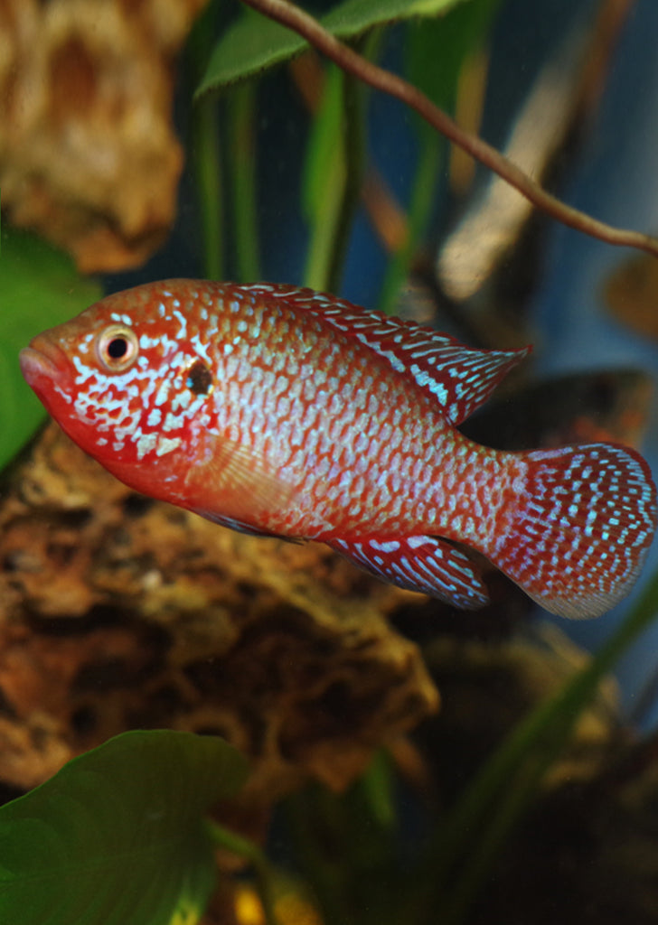 Red Jewel Cichlid