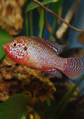 Red Jewel Cichlid