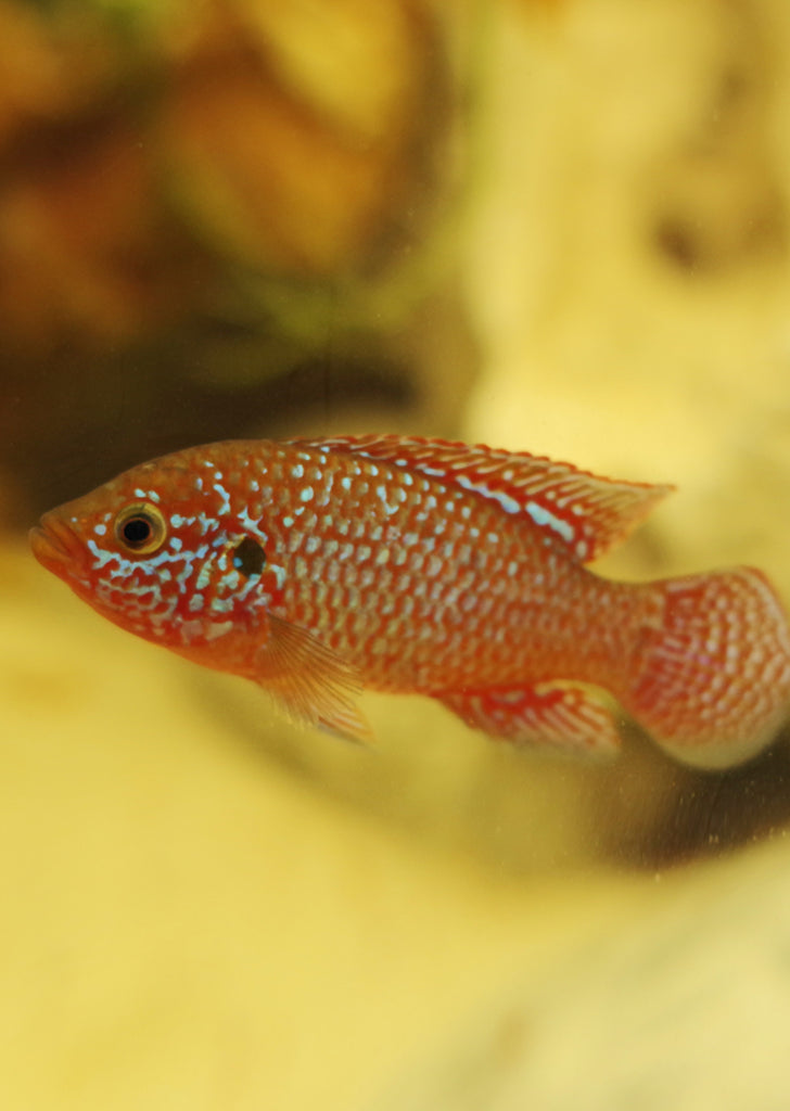 Red Jewel Cichlid