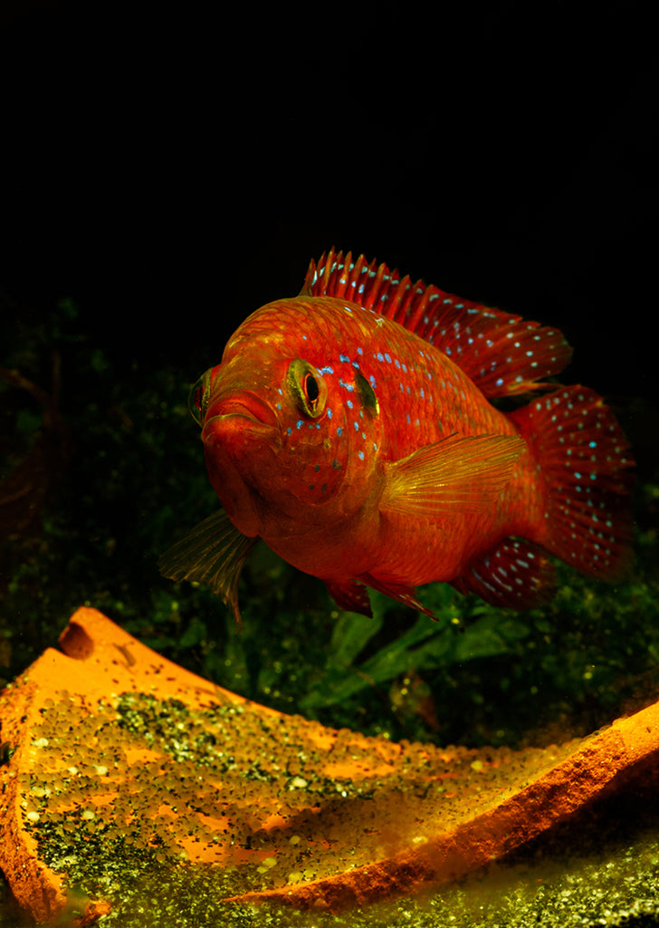 Red Jewel Cichlid