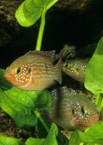 Red Jewel Cichlid