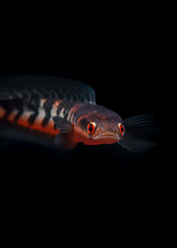 Red Maru Snakehead
