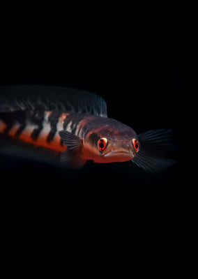 Red Maru Snakehead