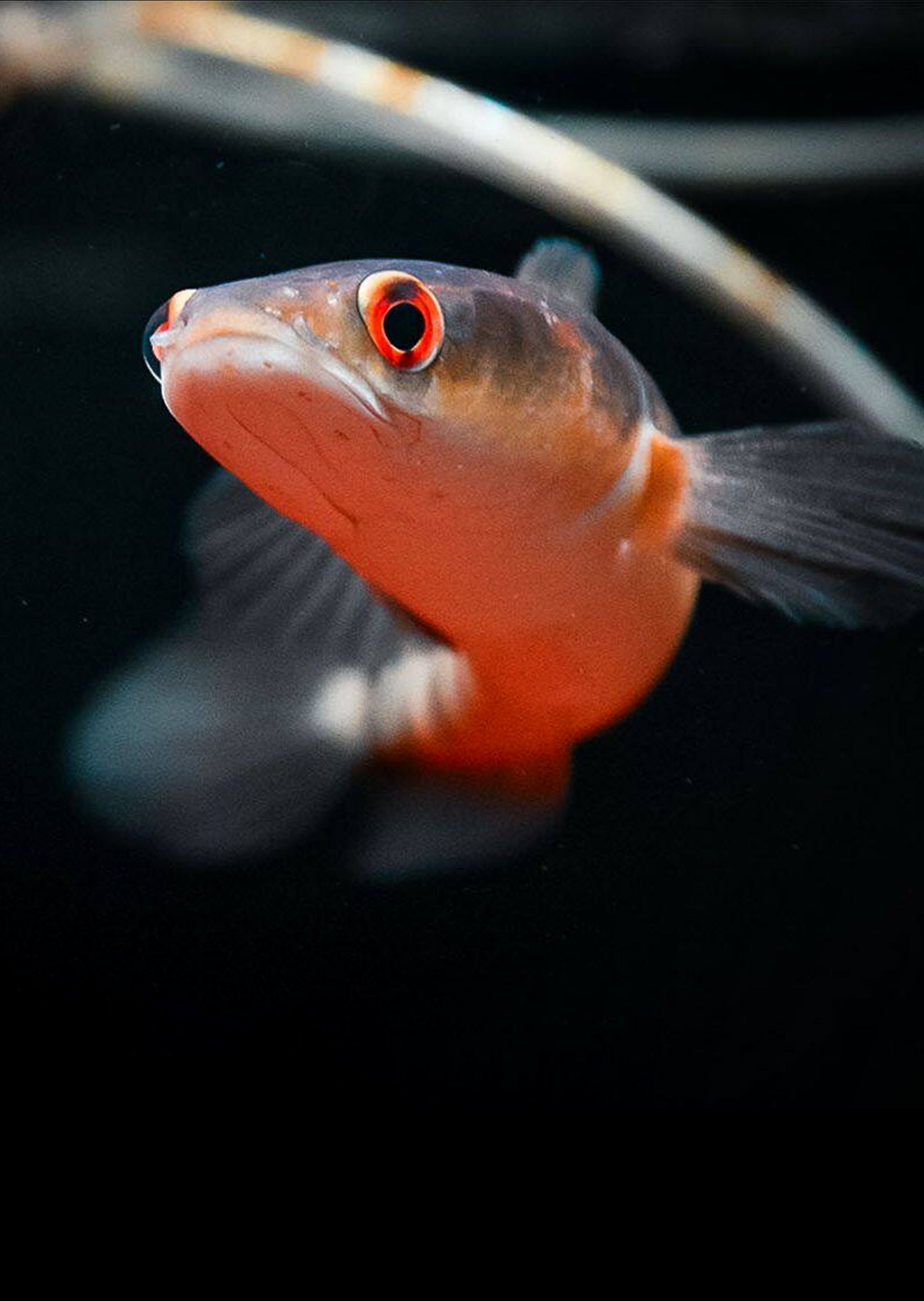 Mahrub Fish Red Maru Snakehead | Live Tropical Fish UAE | Discus.ae