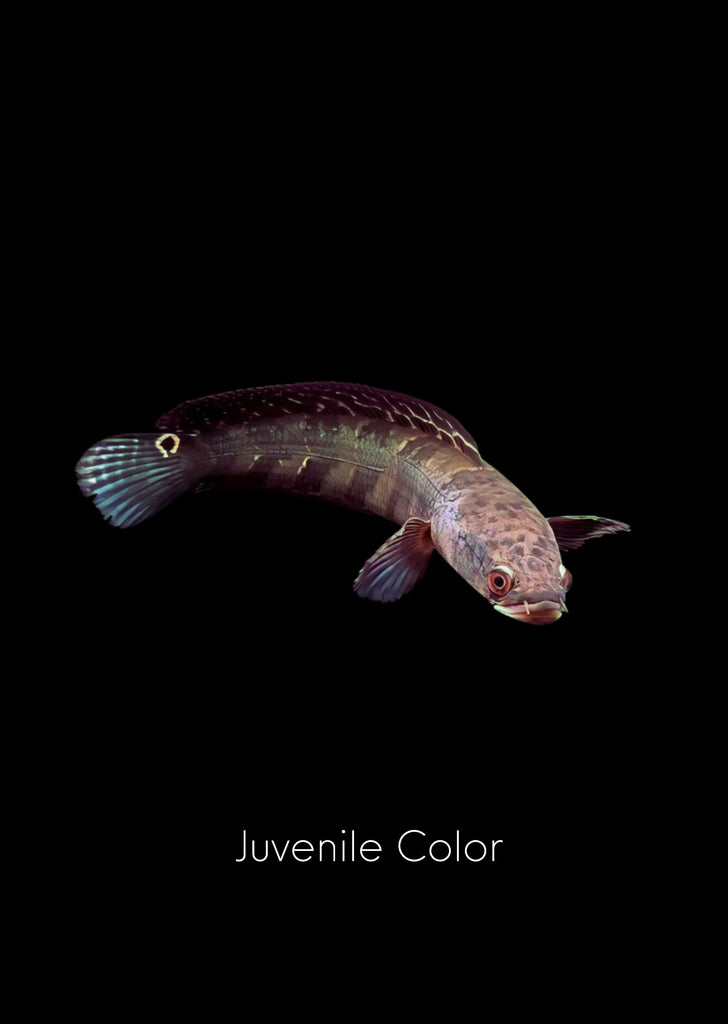 Red Maru Snakehead