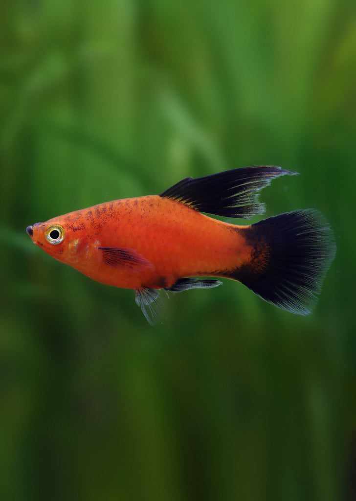 Red Wagtail High-Fin Platy