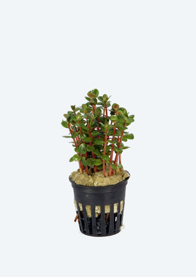 Rotala Red