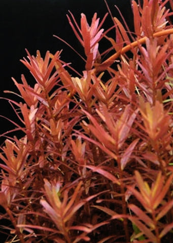 Rotala Red