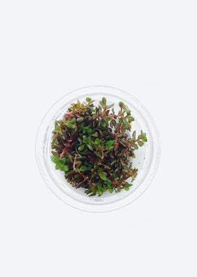 Rotala rotundifolia ‘Blood Red’