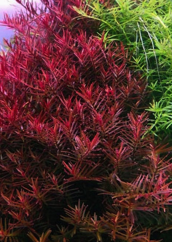 Rotala rotundifolia ‘Blood Red’