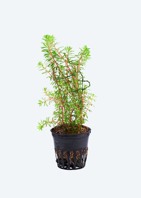 Rotala 'Mexicana' Goias