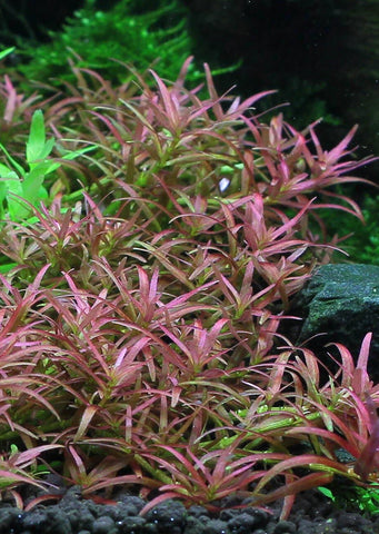 Rotala 'Mexicana' Goias