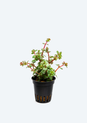 Rotala 'Orange Juice'