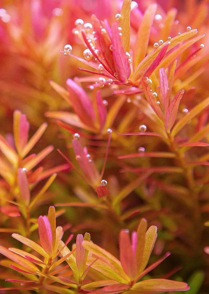Rotala 'Orange Juice'