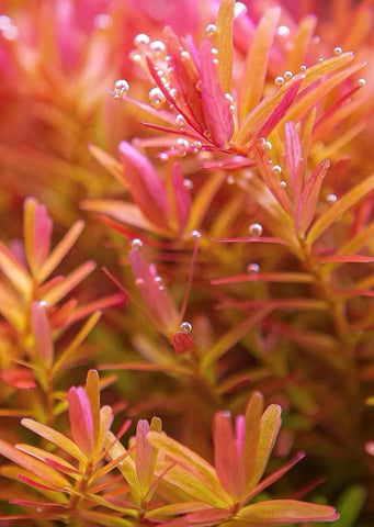 Rotala 'Orange Juice'