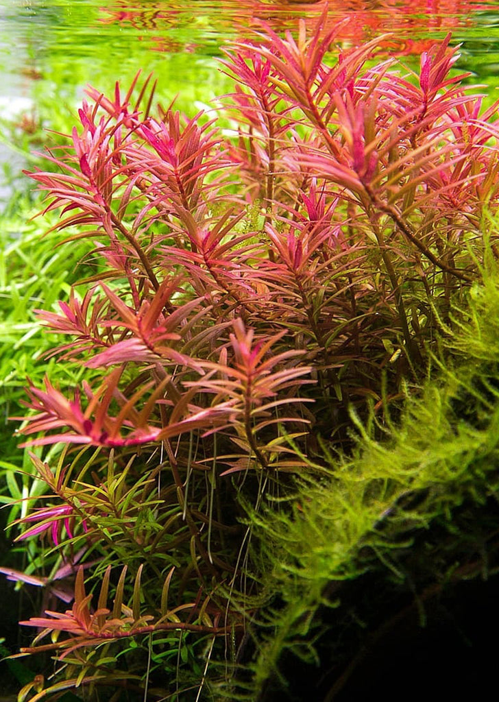 Rotala H’ra