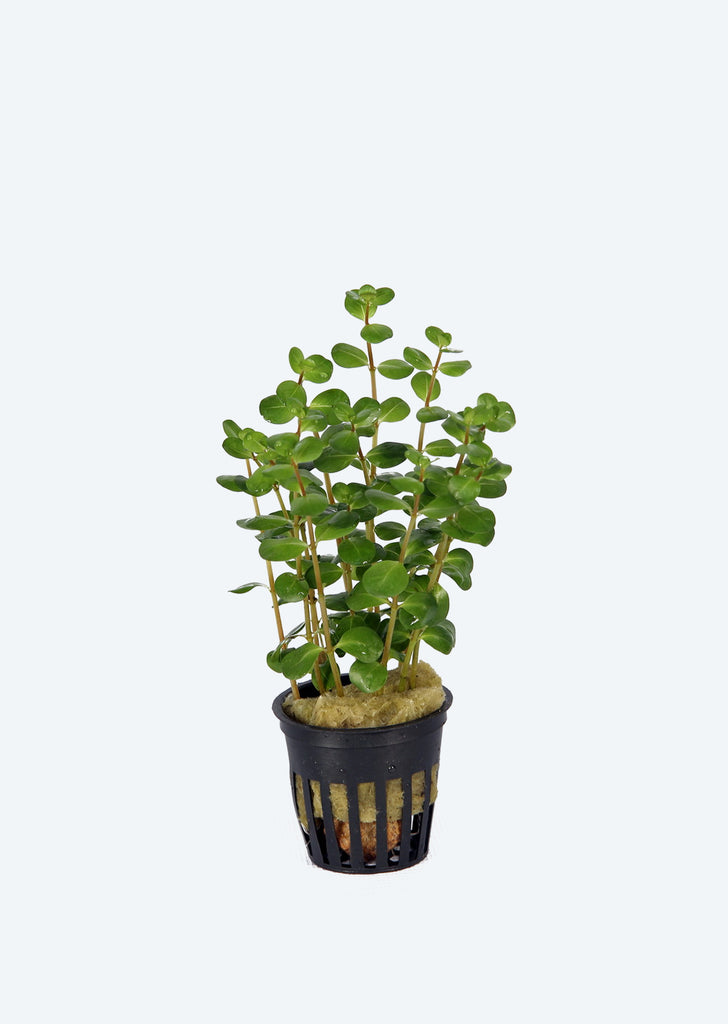 Rotala indica
