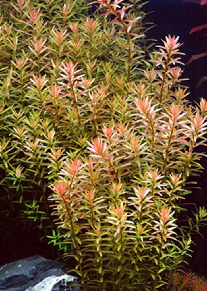 Rotala indica