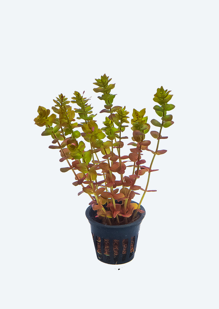 Rotala macrandra