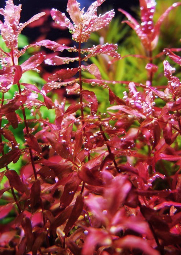 Rotala macrandra