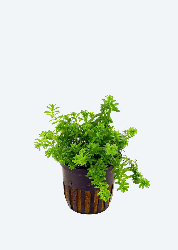 Rotala nanjenshan