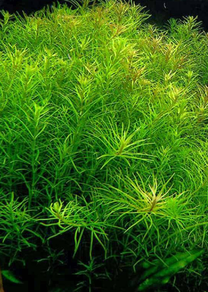Rotala nanjenshan