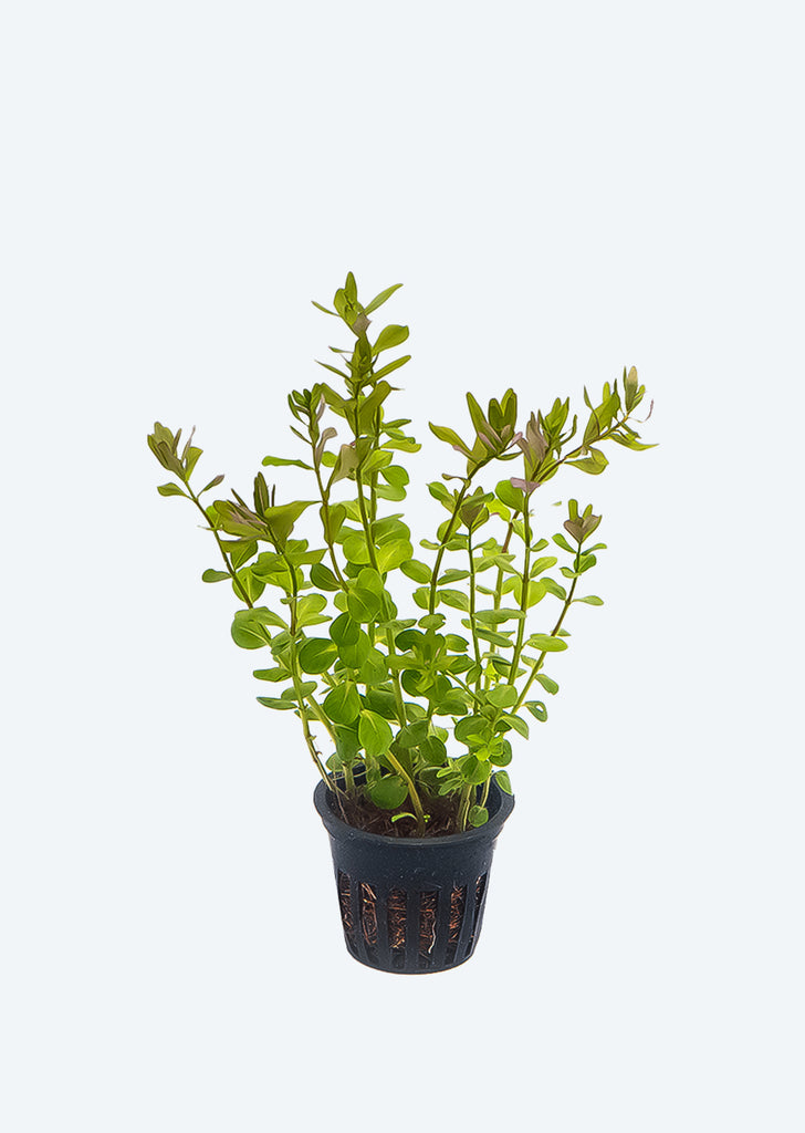 Rotala rotundifolia