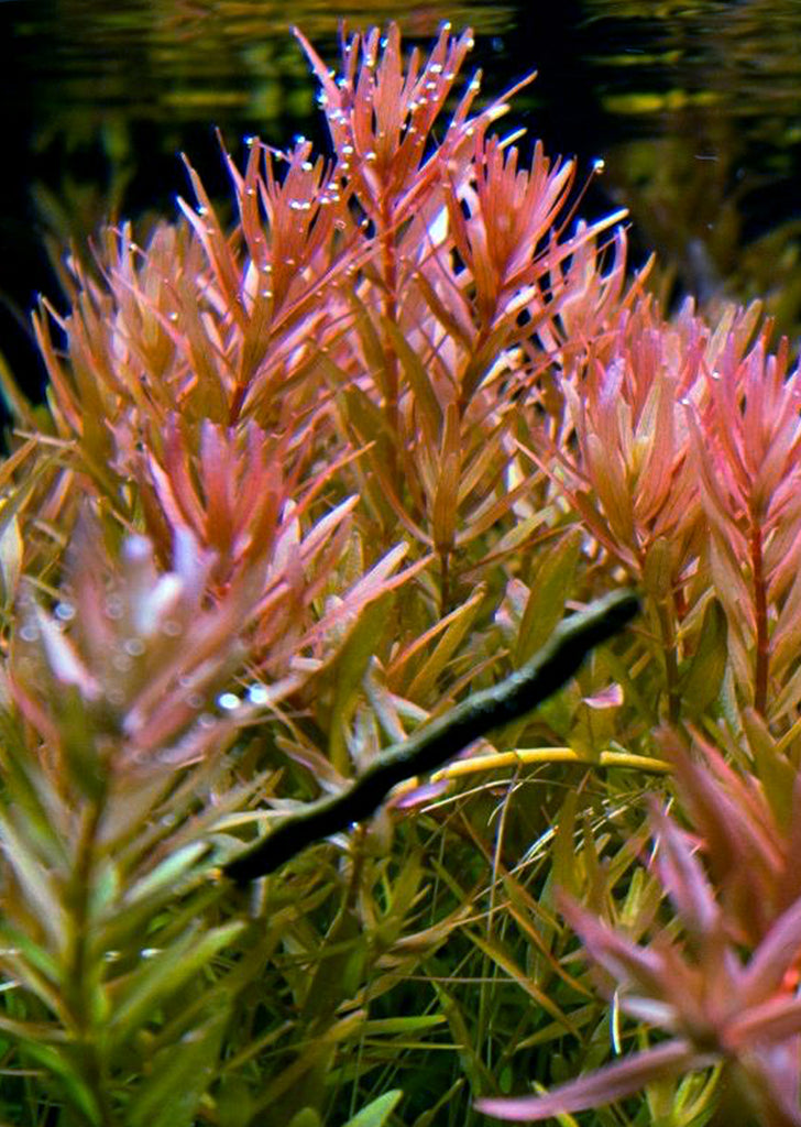 Rotala rotundifolia