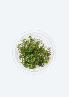 Rotala rotundifolia ‘Assam'