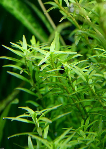 Rotala rotundifolia ‘Assam'