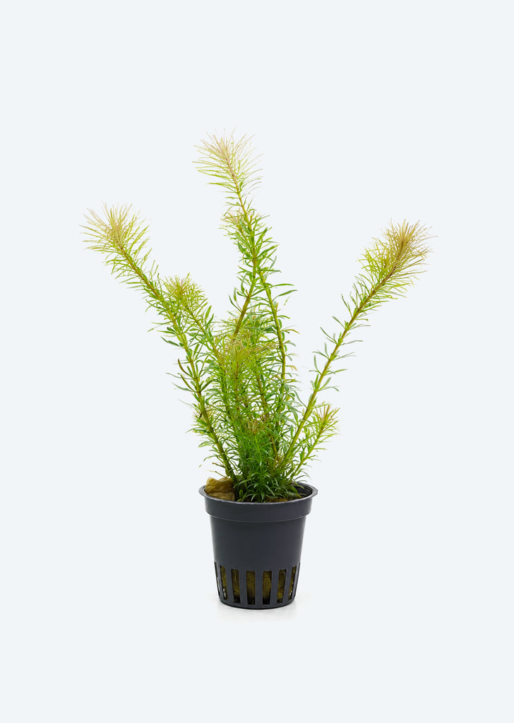 Rotala sp. 'Vietnam'