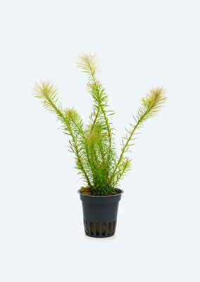 Rotala sp. 'Vietnam'