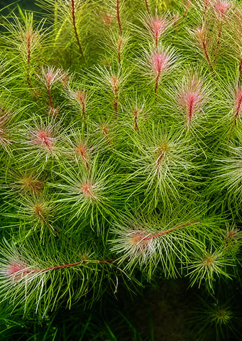 Rotala sp. 'Vietnam'