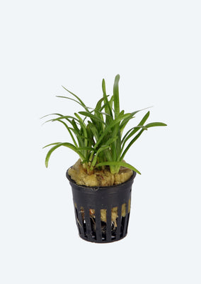 Sagittaria subulata