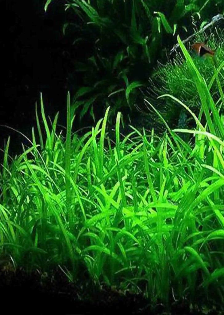 Sagittaria subulata