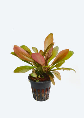 Samolus parviflorus 'Red'