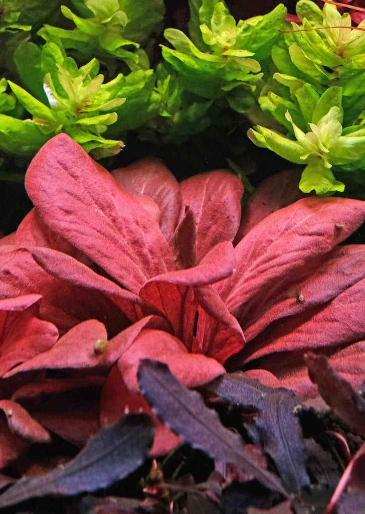 Samolus parviflorus 'Red'