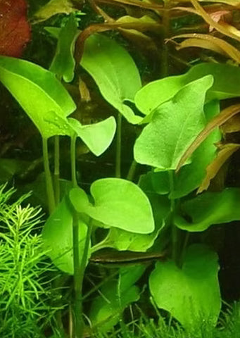Saururus cernuus