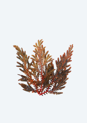 Selaginella erythropus ‘Ruby Red’