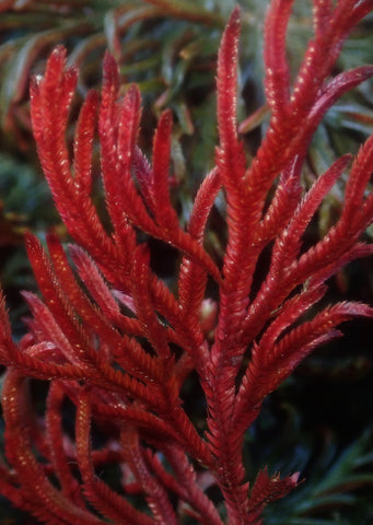 Selaginella erythropus ‘Ruby Red’