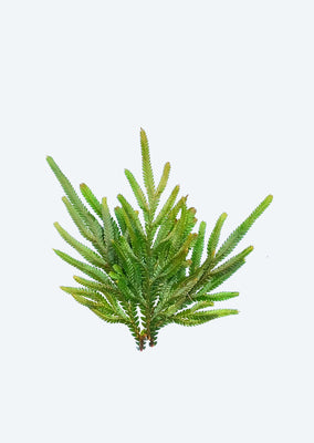 Selaginella willdenowii
