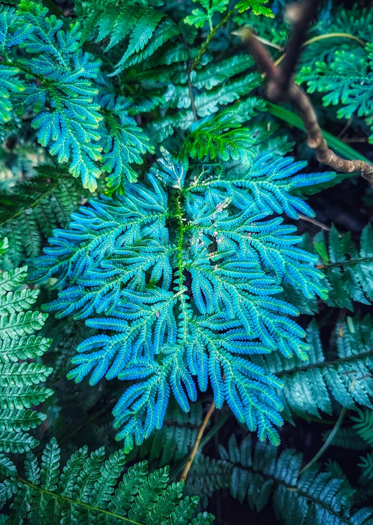 Selaginella willdenowii