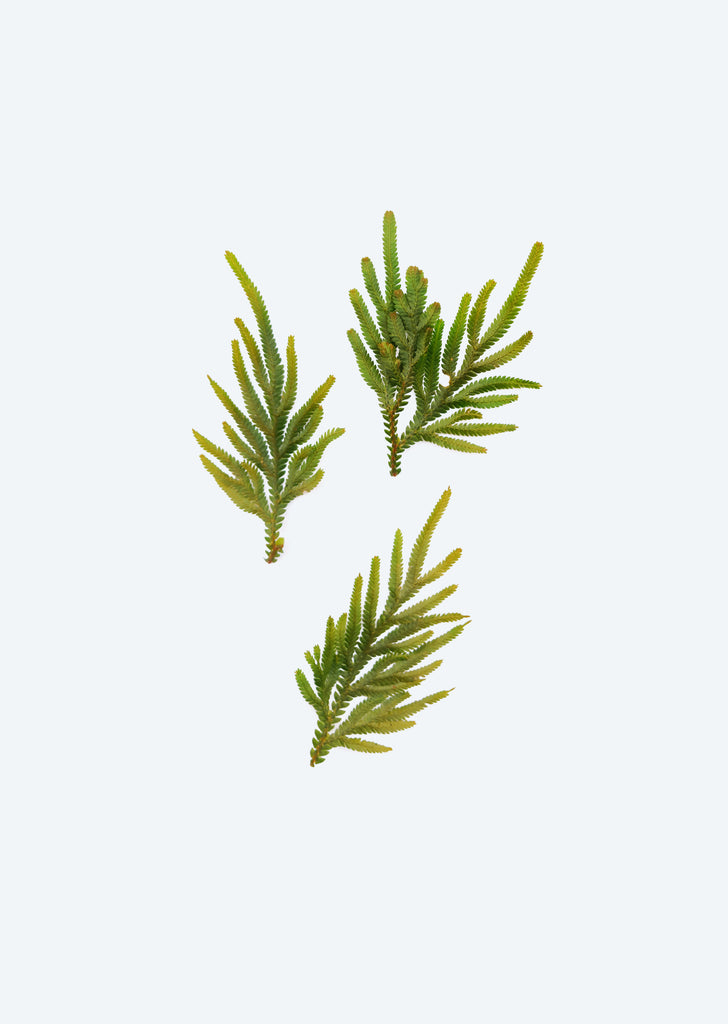 Selaginella willdenowii