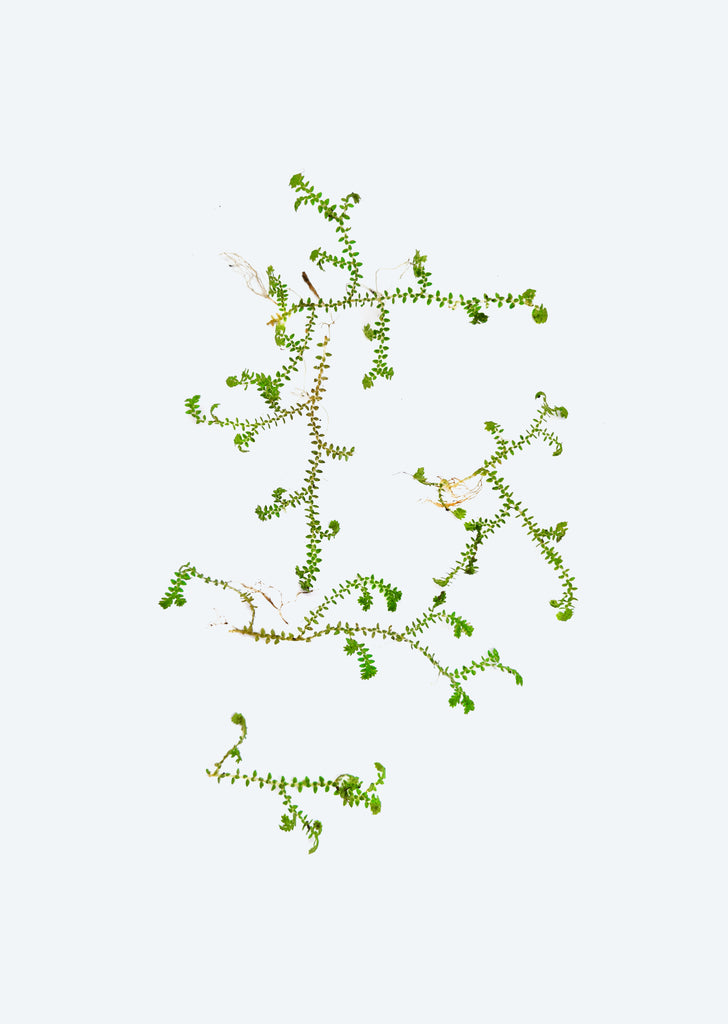 Selaginella uncinata