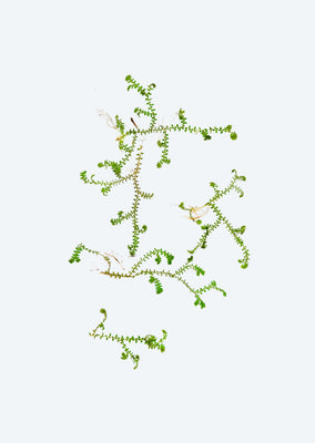 Selaginella uncinata