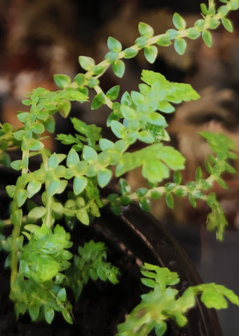Selaginella uncinata