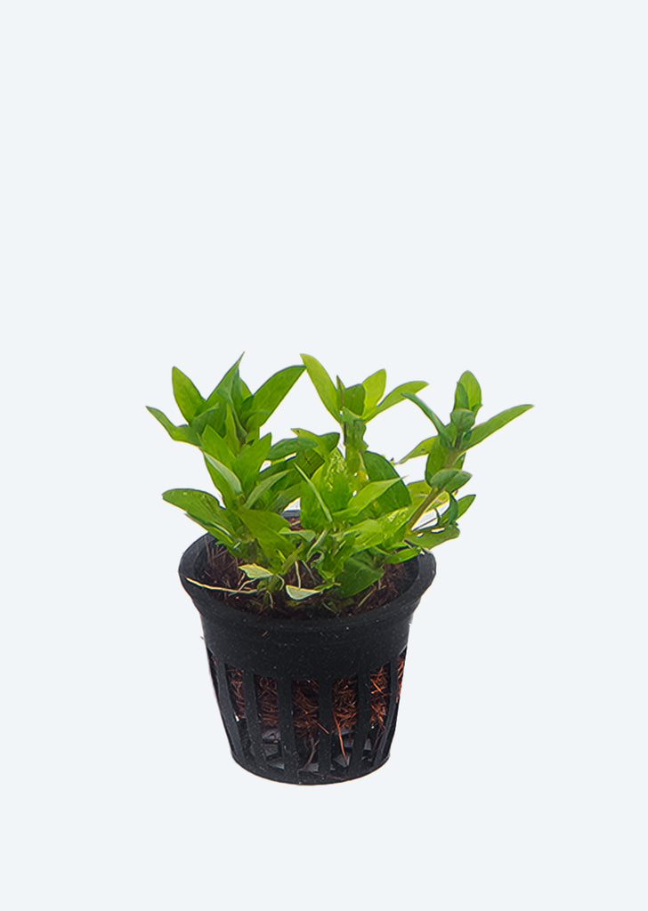 Staurogyne repens