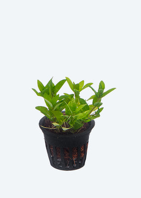 Staurogyne repens