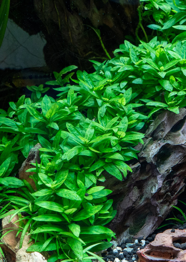 Staurogyne repens