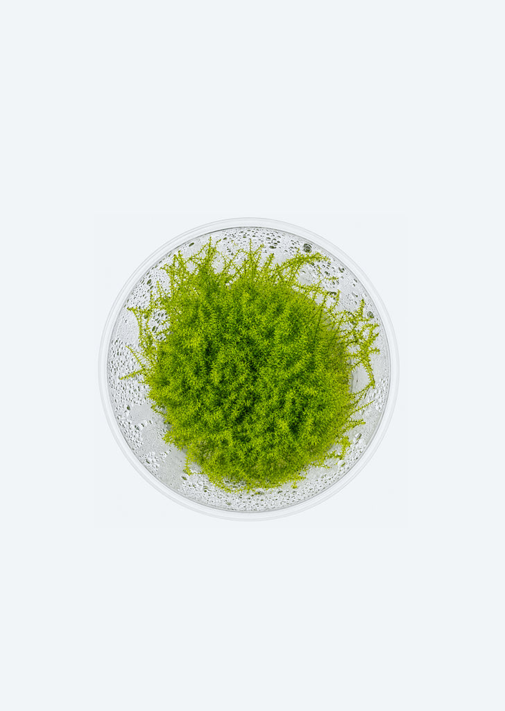 Stringy Moss